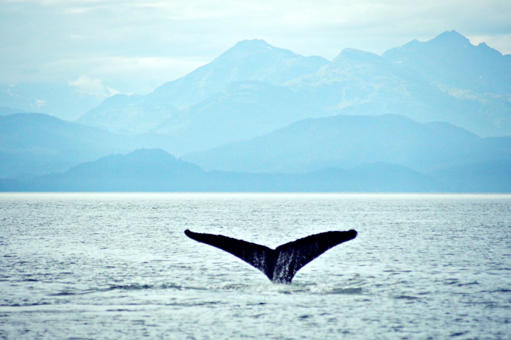Juneau - Whale Watching Cruise