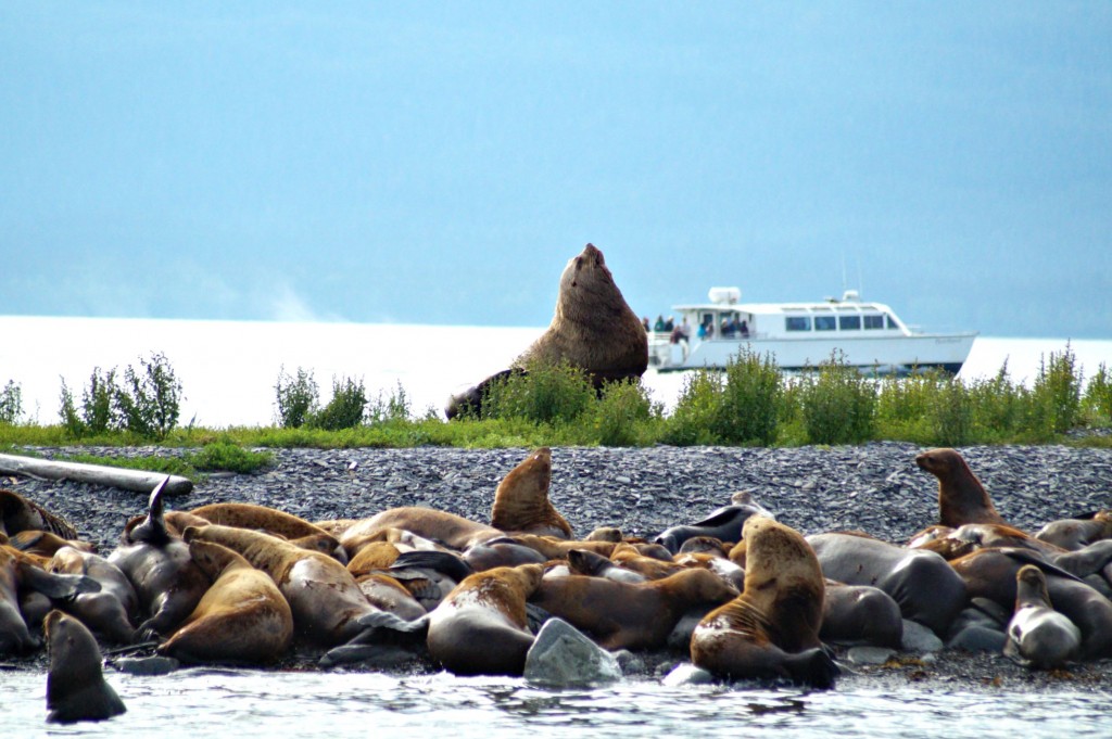 Juneau - Seals