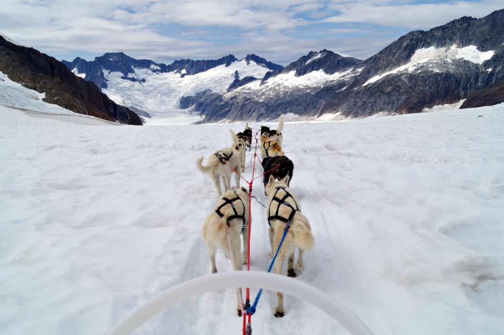 Juneau - Dogsledding on Herbert Glacier
