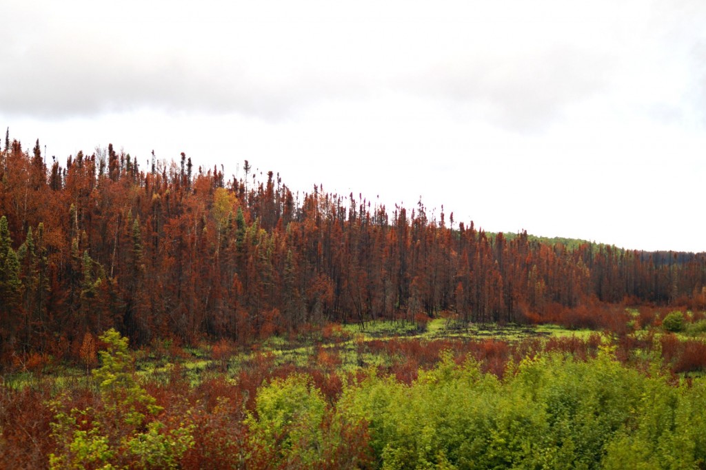 denali-3