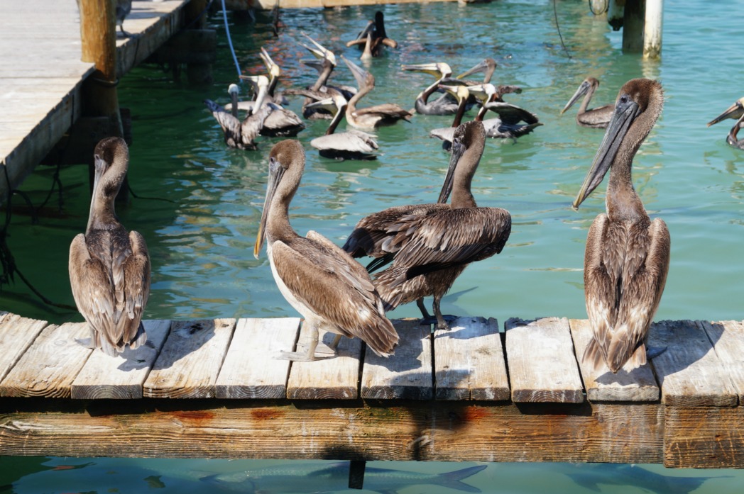 robbies-tarpon-feeding-pelicans